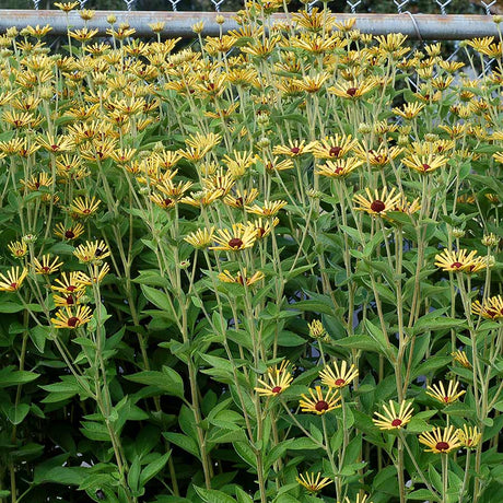 Little Henry rudbeckia with yellow blooms in a pot