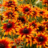 Yellow Rudbeckia flowers in a container garden
