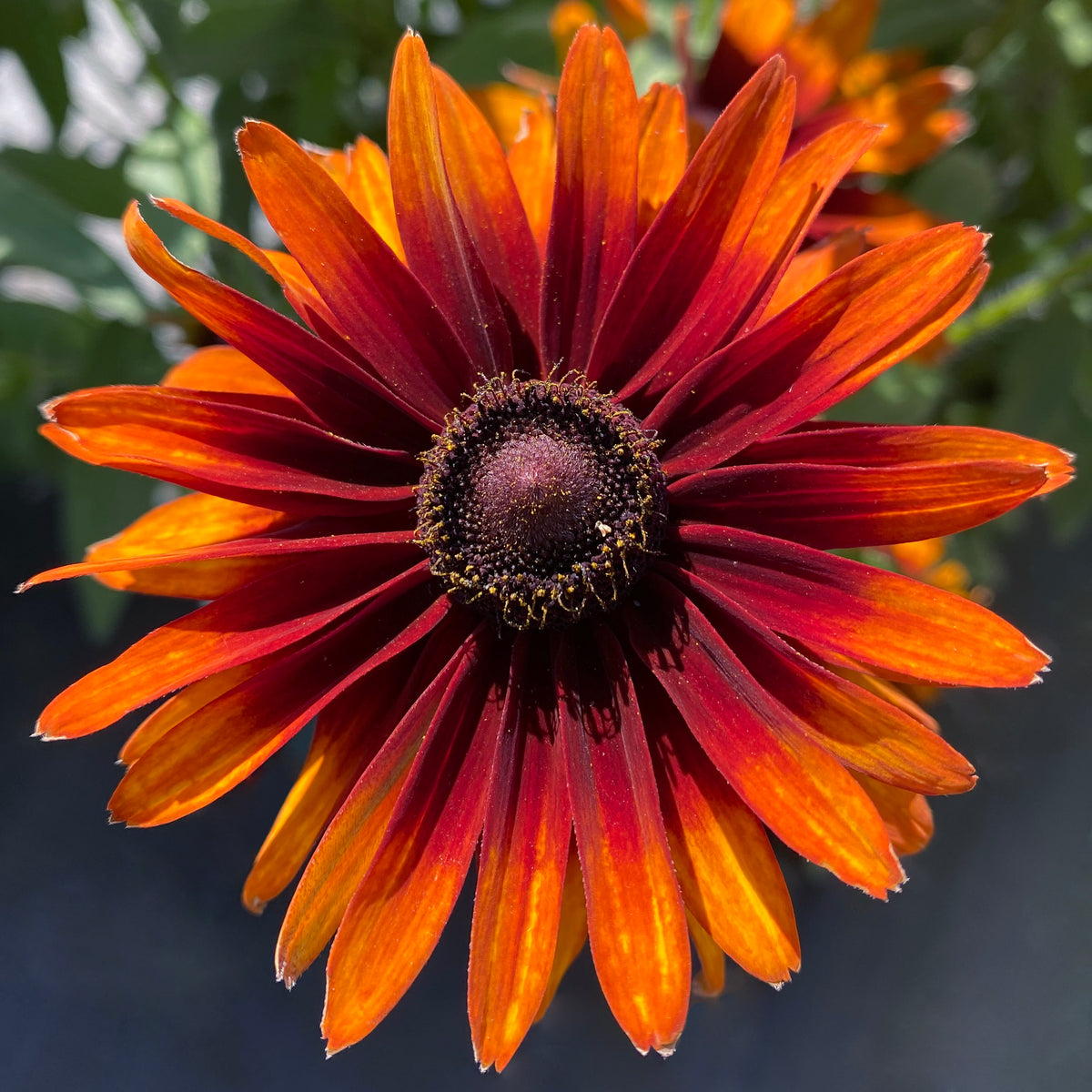 Summer Sienna rudbeckia with yellow blooms in a pot