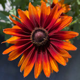 Summer Sienna rudbeckia with yellow blooms in a pot