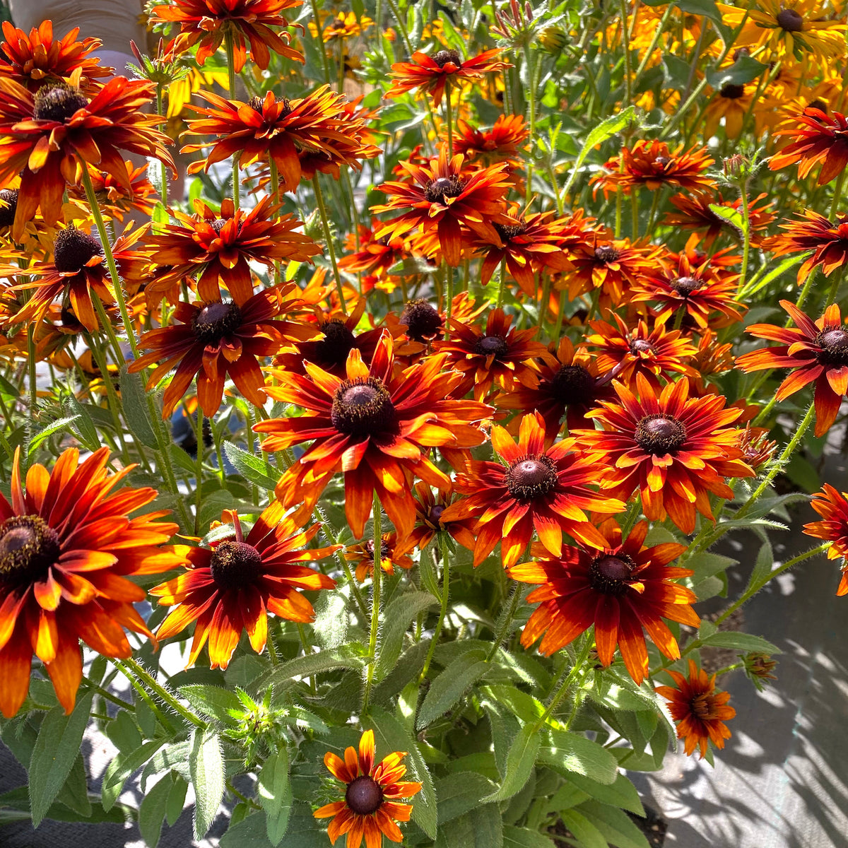 Summer Sienna Rudbeckia blooming with yellow-orange flowers