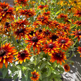 Summer Sienna Rudbeckia blooming with yellow-orange flowers
