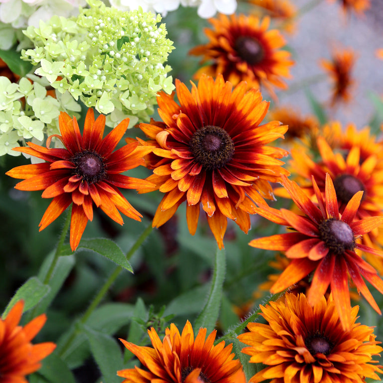 Summer Sienna' Rudbeckia