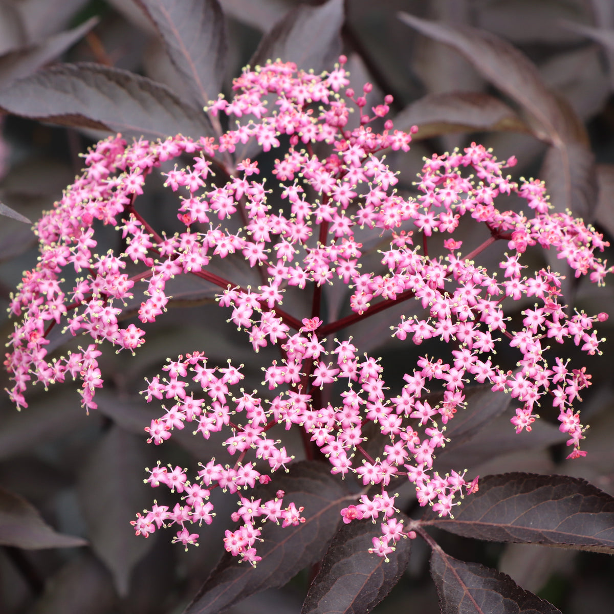 PINK PONY™ elderberry in a nursery pot with pink flowers