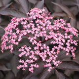 PINK PONY™ elderberry in a nursery pot with pink flowers