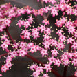 Pink Pony elderberry with pink flowers in a pot