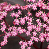 Pink Pony elderberry with pink flowers in a pot
