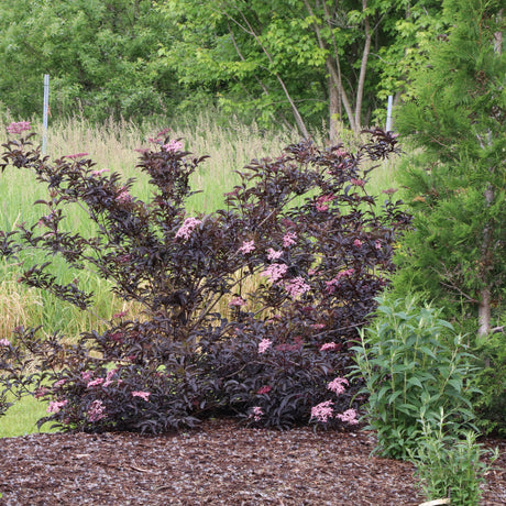 Pink Pony elderberry in a nursery pot with pink blooms