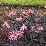 Pink Pony elderberry with pink blossoms in a pot