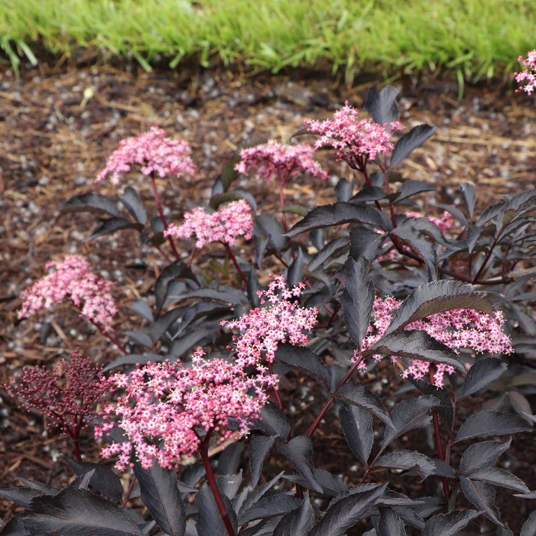plant sambucus PINK PONY™ Elderberry