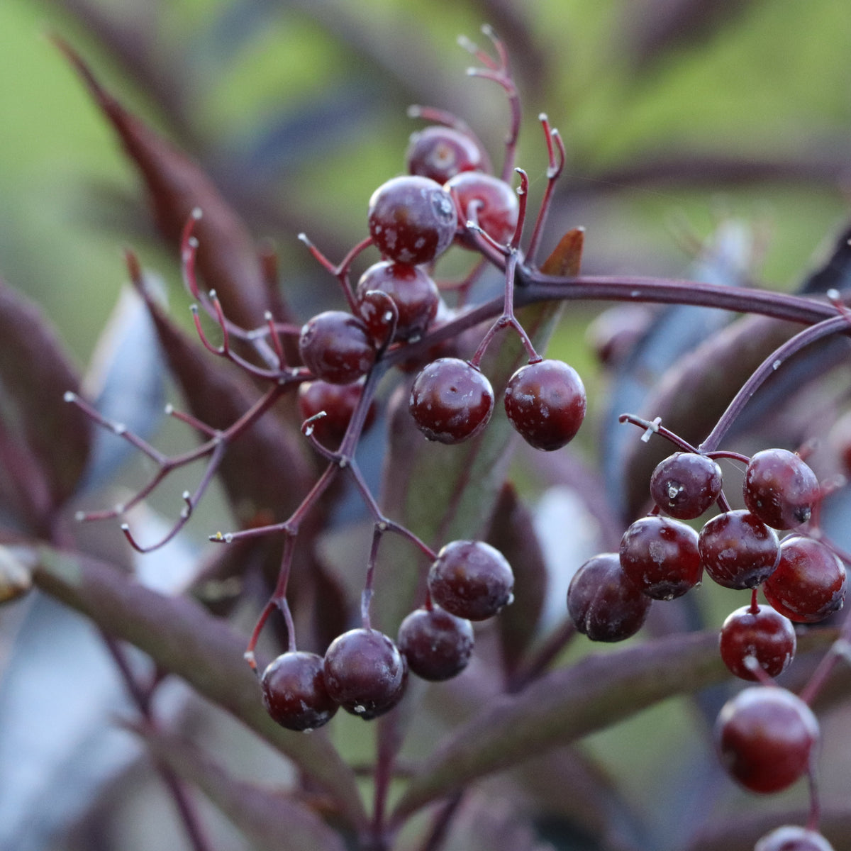 Pink Pony elderberry in a nursery pot with pink blooms