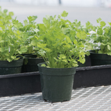 Santo Organic Cilantro/Coriander Seeds
