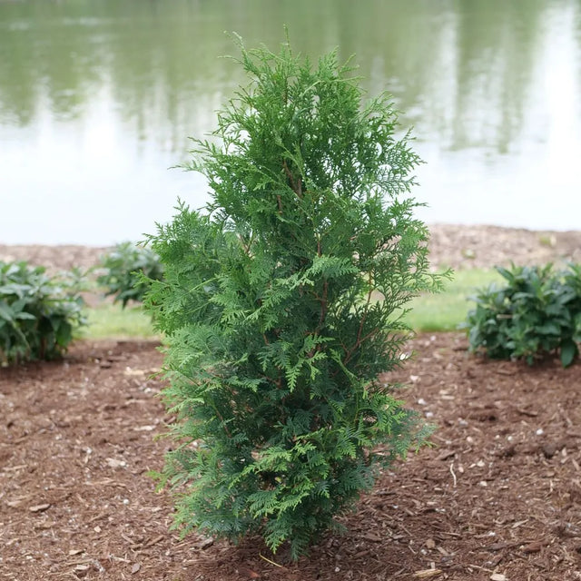 Dark green Thuja in a container, upright evergreen foliage