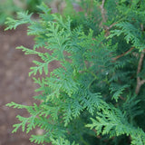 Dark green Thuja occidentalis in a nursery pot