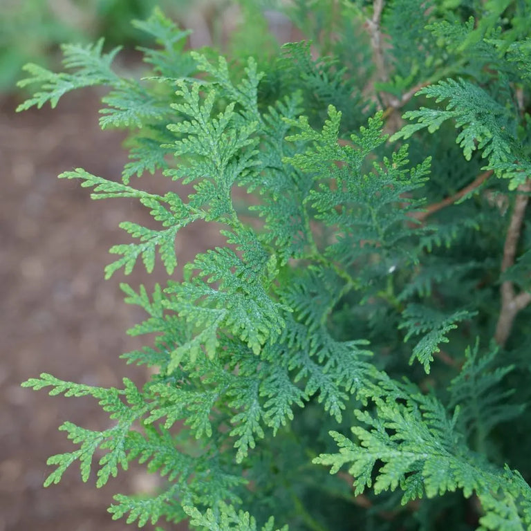 SASQUATCH™ Dark Green Thuja occid | Proven Winners® – Creekside