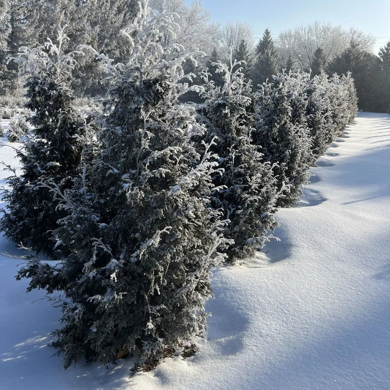 SASQUATCH™ Dark Green Thuja occid | Proven Winners® – Creekside