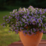 Blue scaevola flowers in a nursery pot