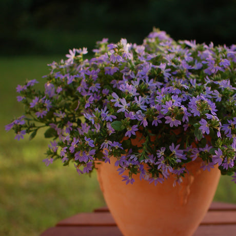 Blue scaevola flowers in a nursery pot