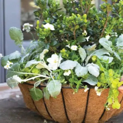 Gardenia ScentAmazing in a nursery pot