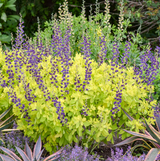Golden Anniversary plant with yellow flowers in a pot