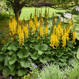 Ligularia 'Bottle Rocket' with yellow flower spikes in pot