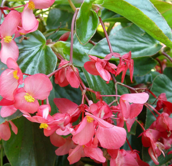 Dragon Wing Pink Begonia