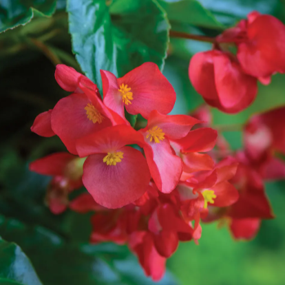 Dragon Wing Red begonia with red blooms in a pot