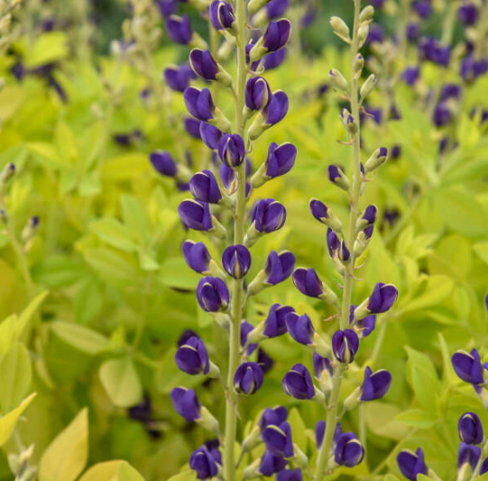 Golden Anniversary plant in a nursery pot