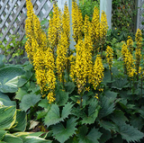 Ligularia 'Bottle Rocket' in a pot with yellow flower spikes