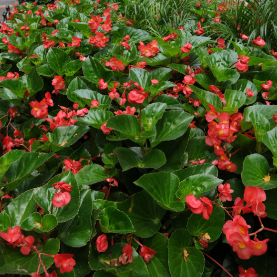 Dragon Wing Red begonia with red flowers in a pot