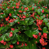 Dragon Wing Red begonia with red flowers in a pot