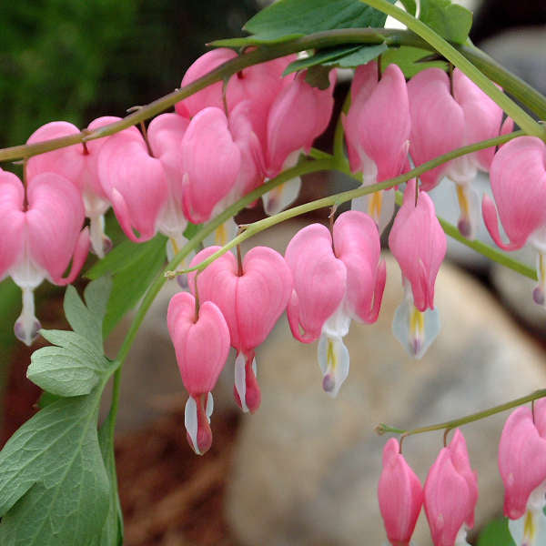 Spectabilis' Dicentra