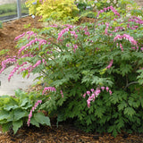 Spectabilis dicentra with pink heart-shaped flowers in pot