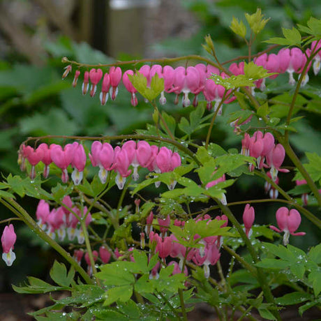 Spectabilis Dicentra in a pot with pink flowers