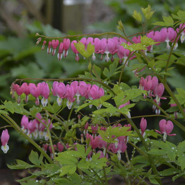 Spectabilis' Dicentra