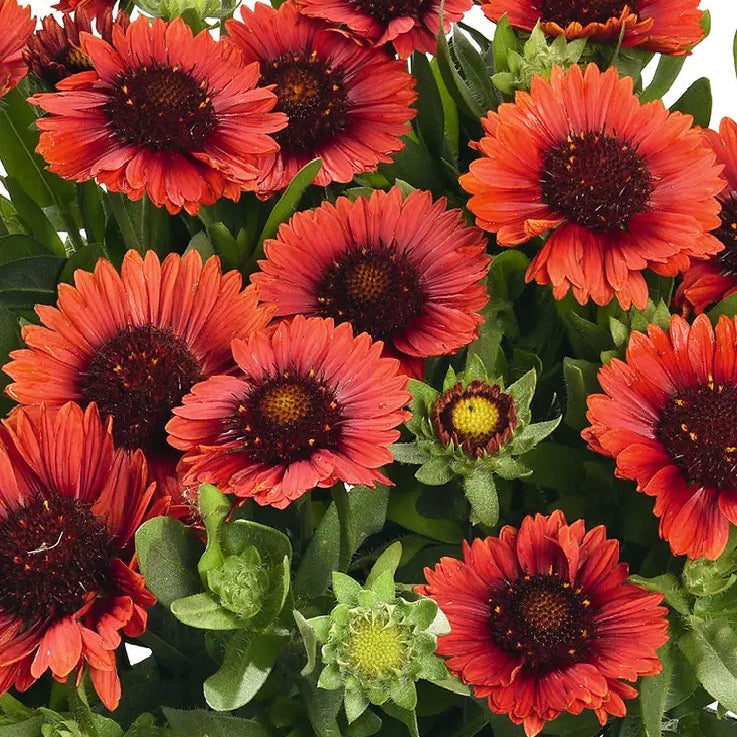 Creekside Champions Spintop Gaillardia - Thumbnail 2