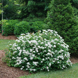 Double Play Blue Kazoo spirea in a nursery pot