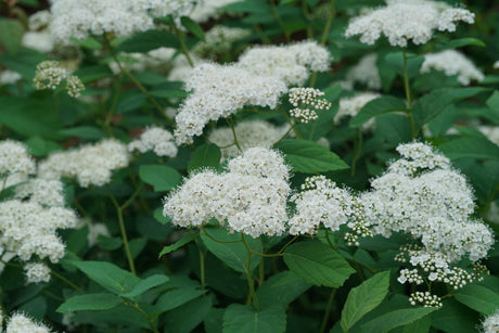 Double Play Blue Kazoo spirea in a nursery pot
