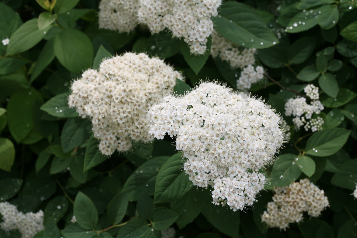 Double Play Blue Kazoo spirea in a nursery pot