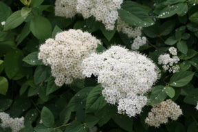 Double Play Blue Kazoo spirea in a nursery pot