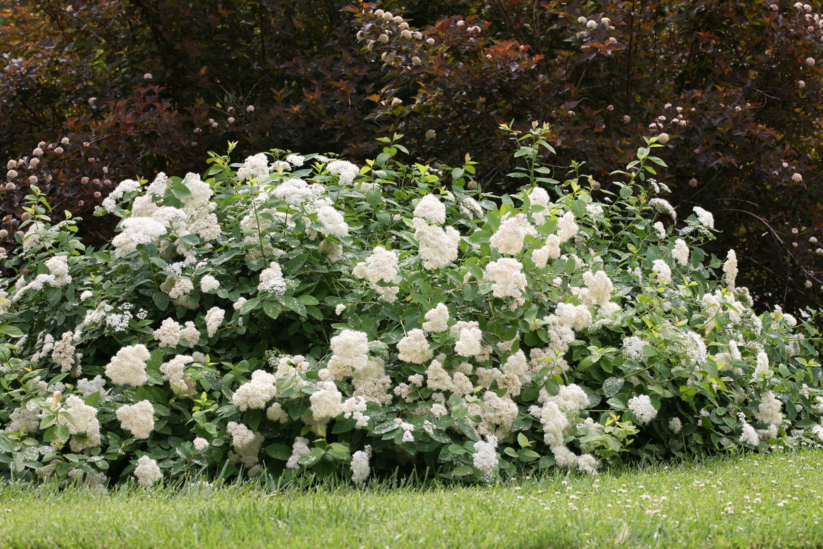 Double Play Blue Kazoo spirea in a nursery pot