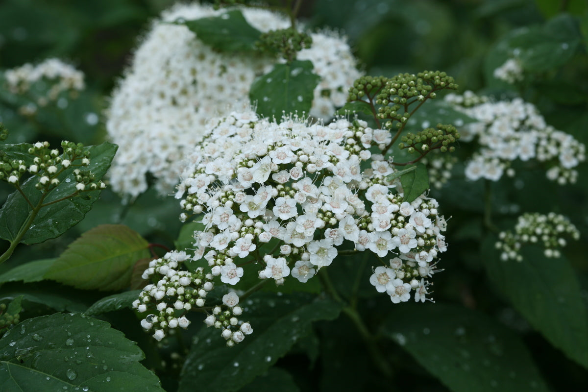 Double Play Blue Kazoo spirea in a nursery pot