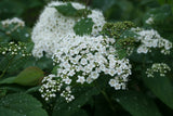 Double Play Blue Kazoo spirea in a nursery pot