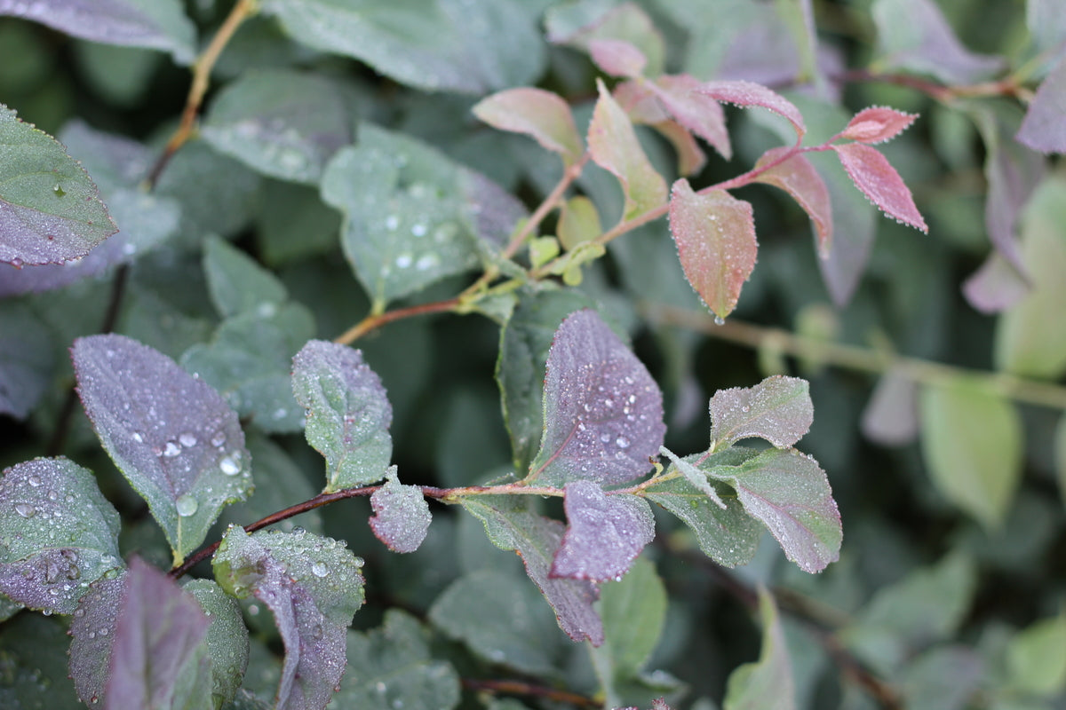 Double Play Blue Kazoo spirea in a nursery pot