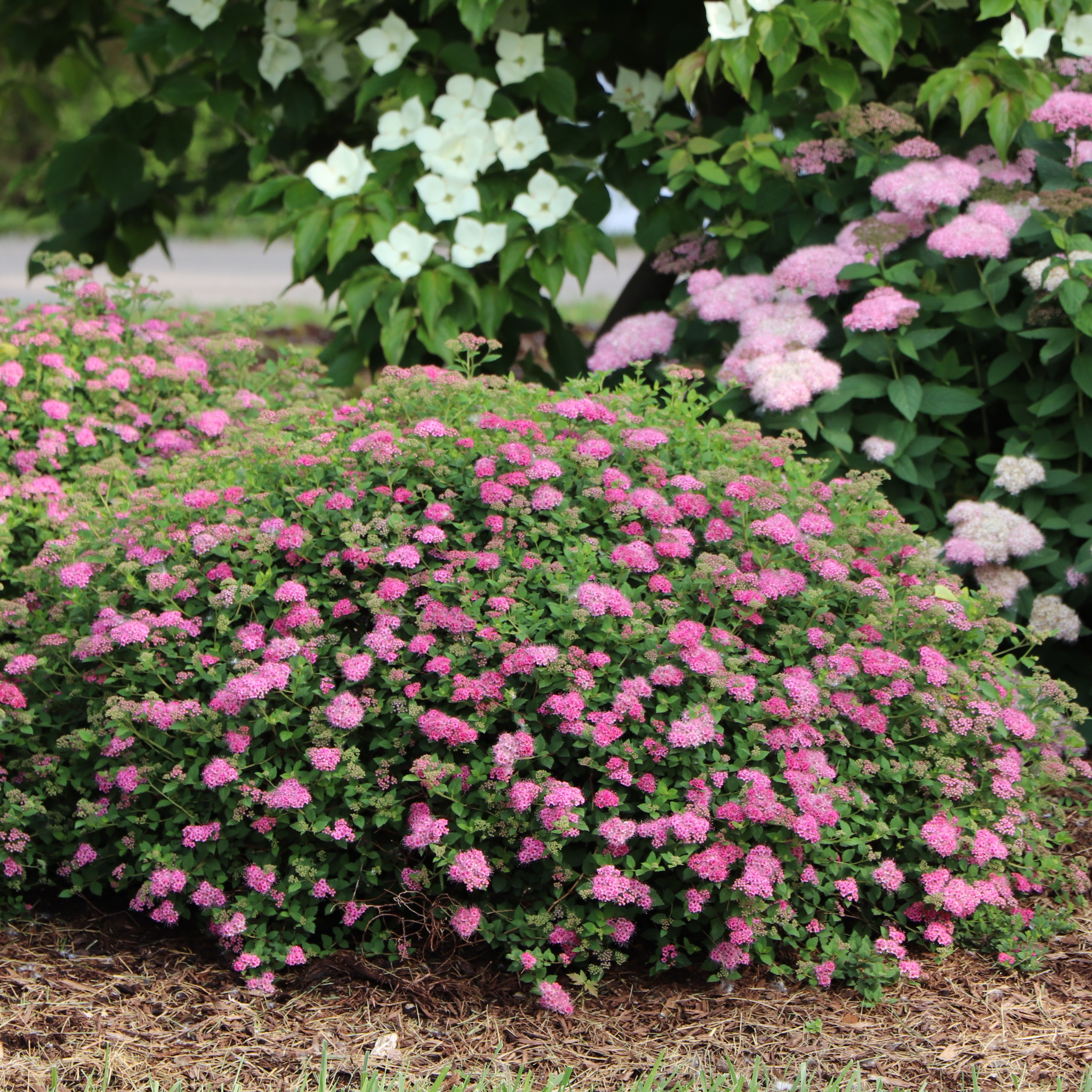 DOUBLE PLAY® PRINCESS™ Spiraea | Proven Winners® – Creekside