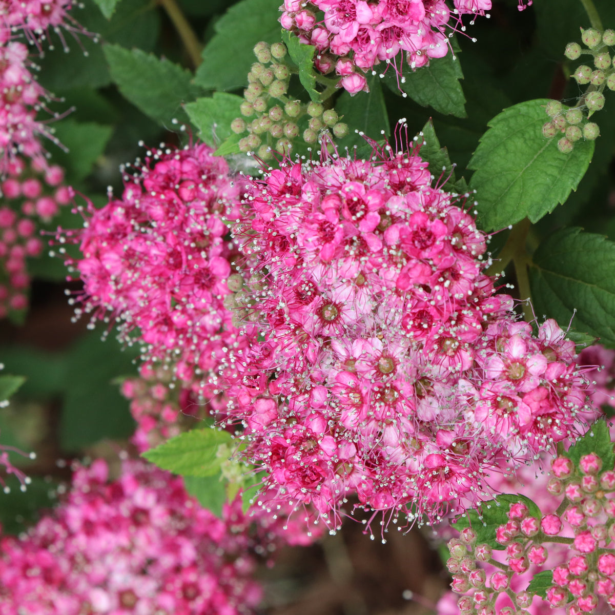 Double Play Princess spiraea in a nursery pot