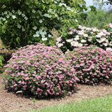 Double Play Princess spiraea with pink blooms in a pot