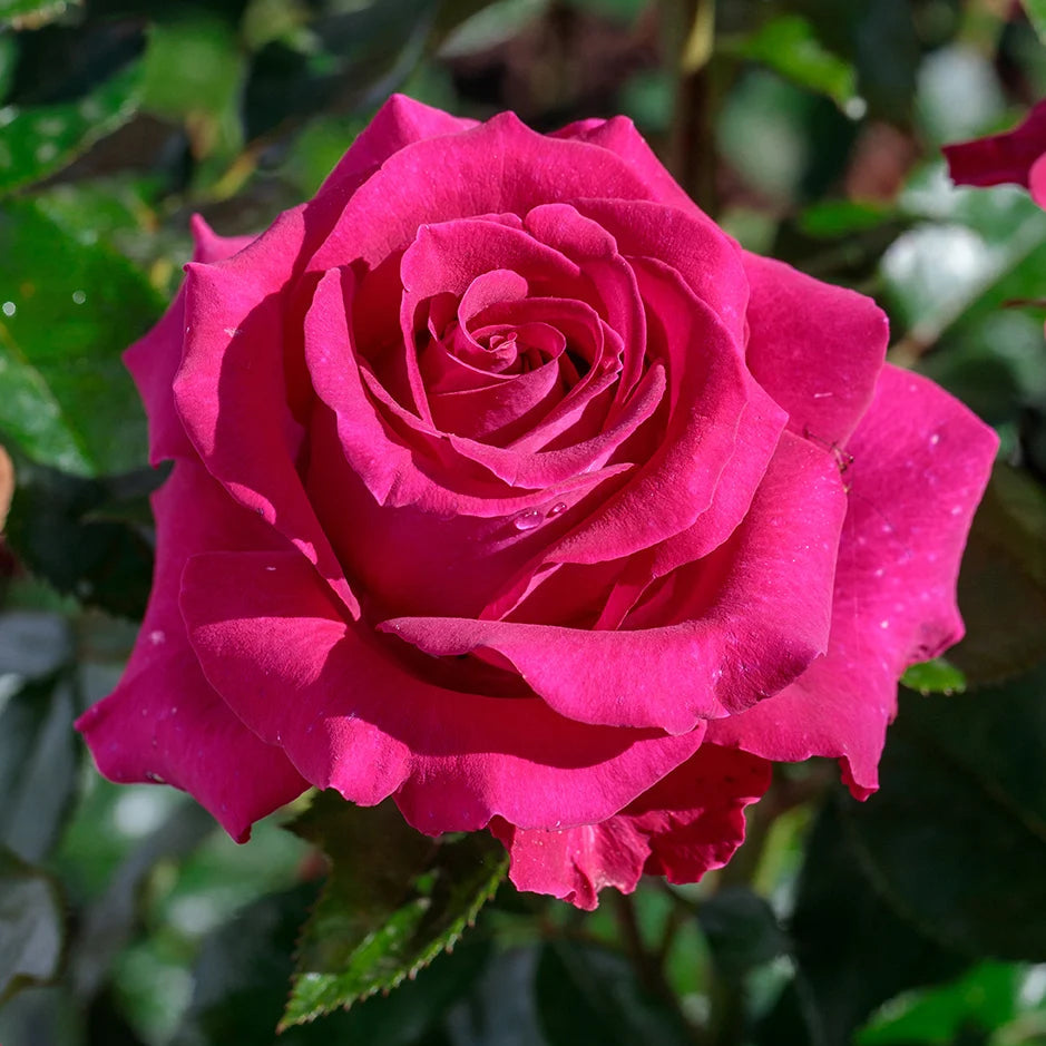 Stiletto™ Rose with pink blooms in a nursery pot