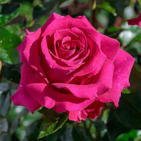 Stiletto™ Rose with pink blooms in a nursery pot