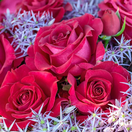 Stiletto™ rose in a nursery pot with pink blooms